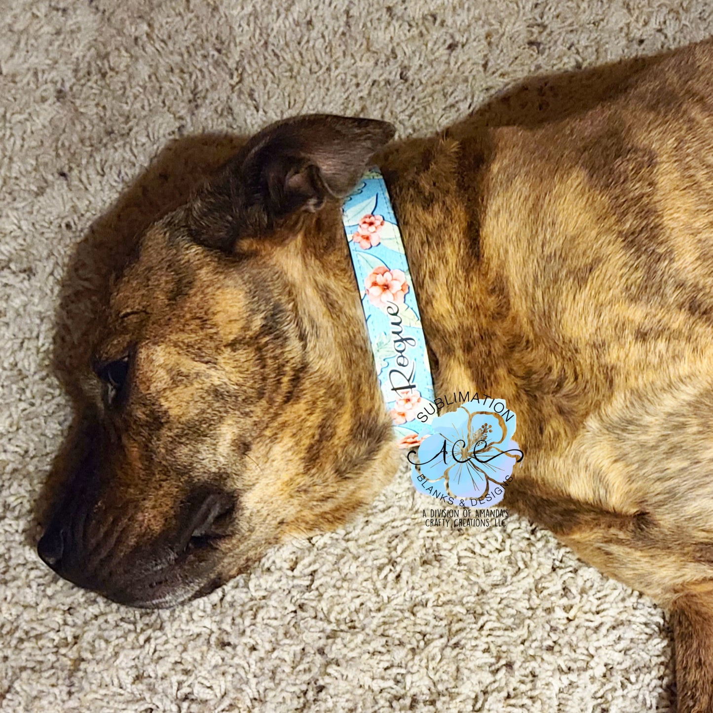 RTS Sublimation ready PU Leather PET COLLAR, dog collar